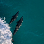 Bowriding Dolphins. Photo Credit Kelly Montero, NOAA.