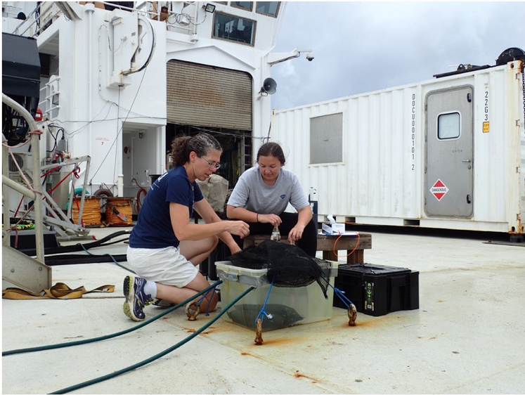 Figure 6: Setting up oxygen change experiments in a mini “ocean” on deck.