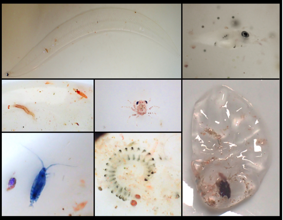 Figure 7: Some of the animals collected across our net tows.