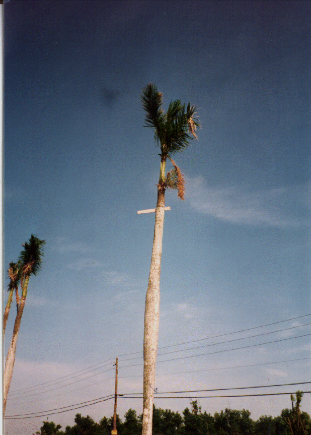 The strength of Andrew’s winds were enough to spear flying debris through palm trees. Image credit: NOAA