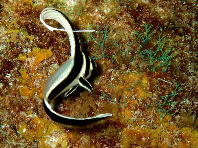 A juvenile Jack-knife fish on a reef in the Flower Garden Banks National Marine Sanctuary. Image credit: NOAA