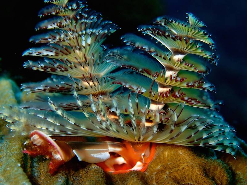 A Christmas Tree Worm on a reef in the Flower Garden Banks National Marine Sanctuary. Image credit: NOAA