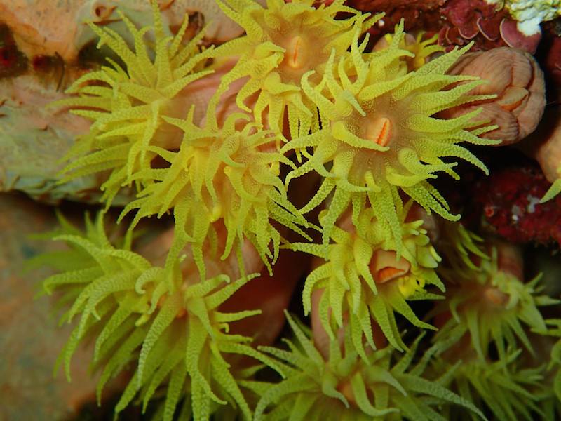 Yellow Cluster anemones in the Flower Garden Banks National Marine Sanctuary. Image credit: NOAA