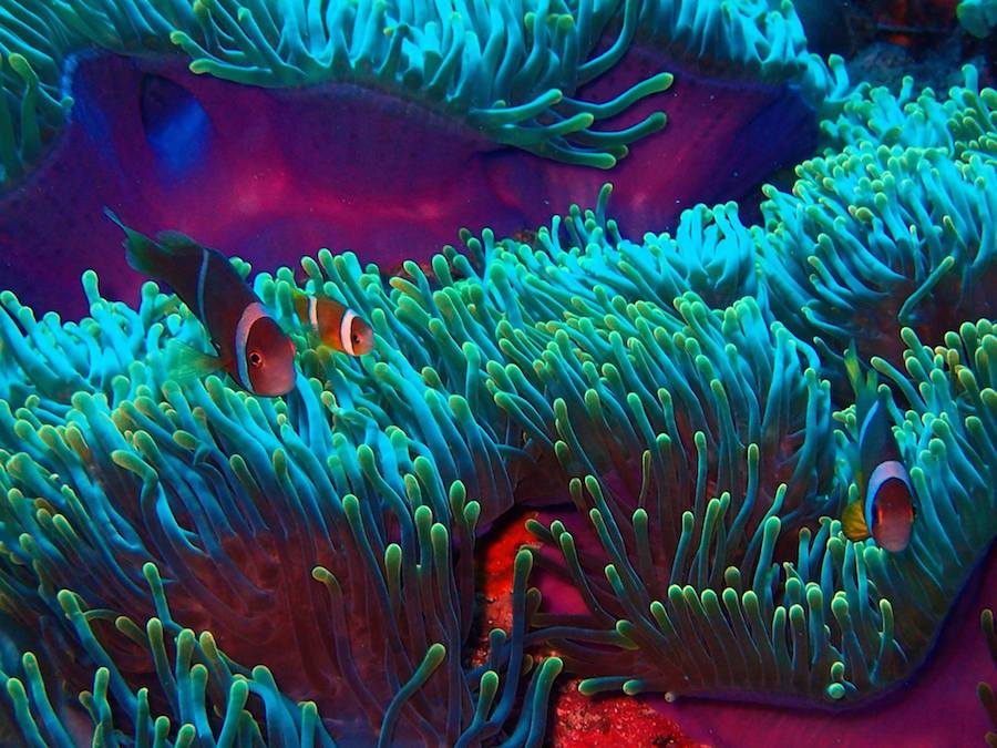 Juvenile Two-banded Tomato Anemonefish (Amphiprion frenatus) take refuge in a vibrant anemone.
