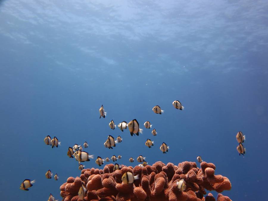 A school of Two-Stripe Damselfish (Reticulate Dascyllus) hover near a coral head.
