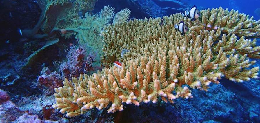 An Acropora colony in the Chagos archipelago.