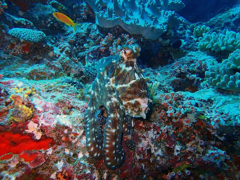 An octopus camouflages itself on the reef bottom.