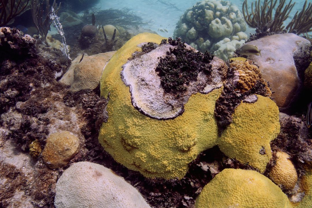 Colony of Montastraea cavernosa infected with black-band disease at Cheeca Rocks in the Florida Keys. Colony is ~3 feet in diameter. Image credit: NOAA  