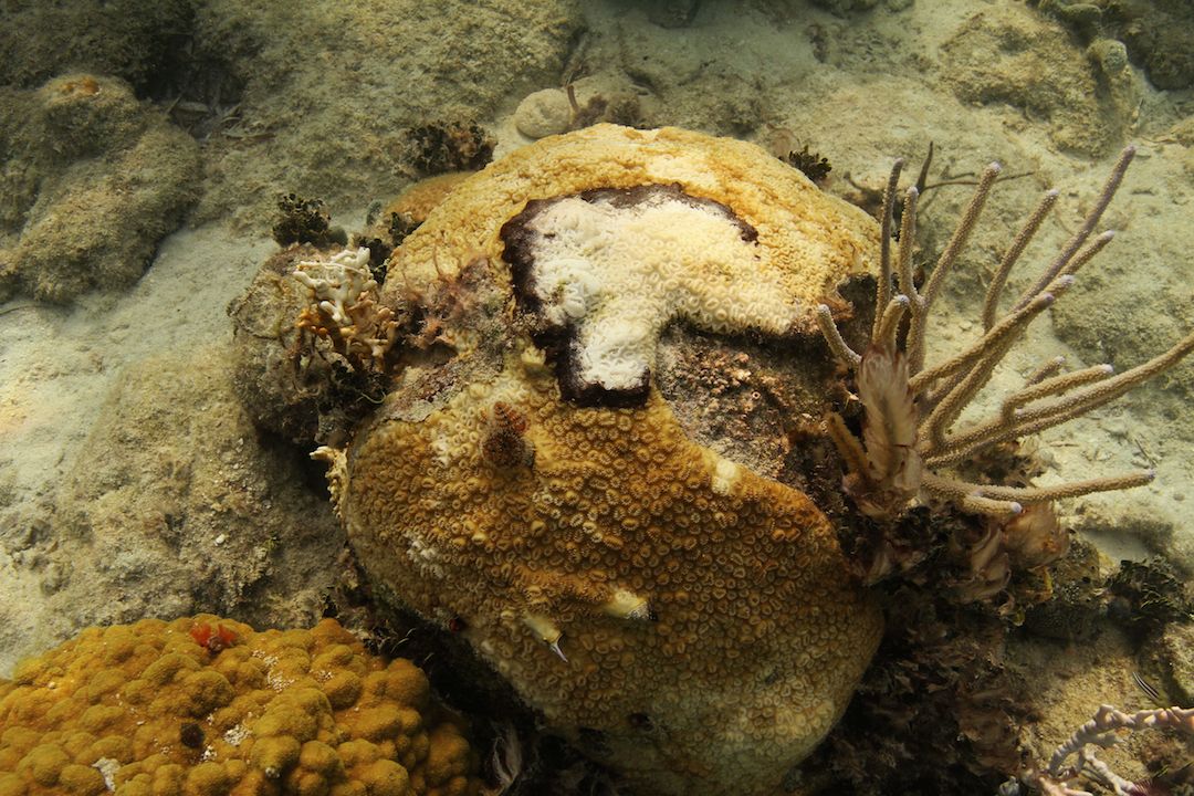 Colony of Dichocoenia stokesii that is infected with Black-Band Disease at Cheeca Rocks in the Florida Keys.  Black-band disease is known to be stimulated by warm water, perhaps due to to a weakening of the immune response of the coral.  The black band is a microbial consortium that moves across the coral colony at a rate of 3mm to 1cm/day, leaving behind bare, dead coral skeleton. Image credit: NOAA