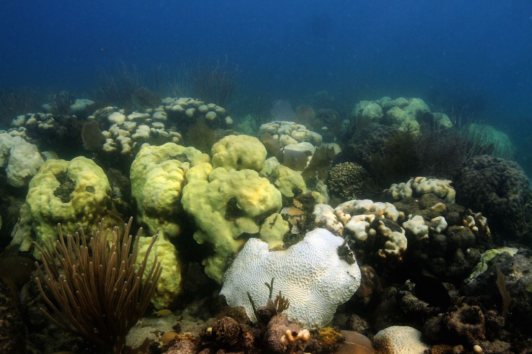 Coral bleaching occurring in coral colonies at Cheeca Rocks in the Florida Keys. Image credit: NOAA