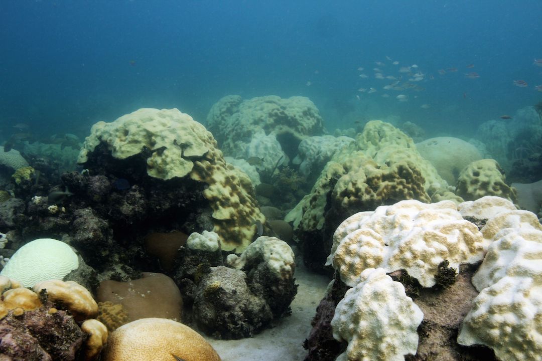Extensive areas of large colonies of bleached Orbicella faveolata, which was listed on the Endangered Species Act as a threatened species by NOAA within the past month. Image credit: NOAA 