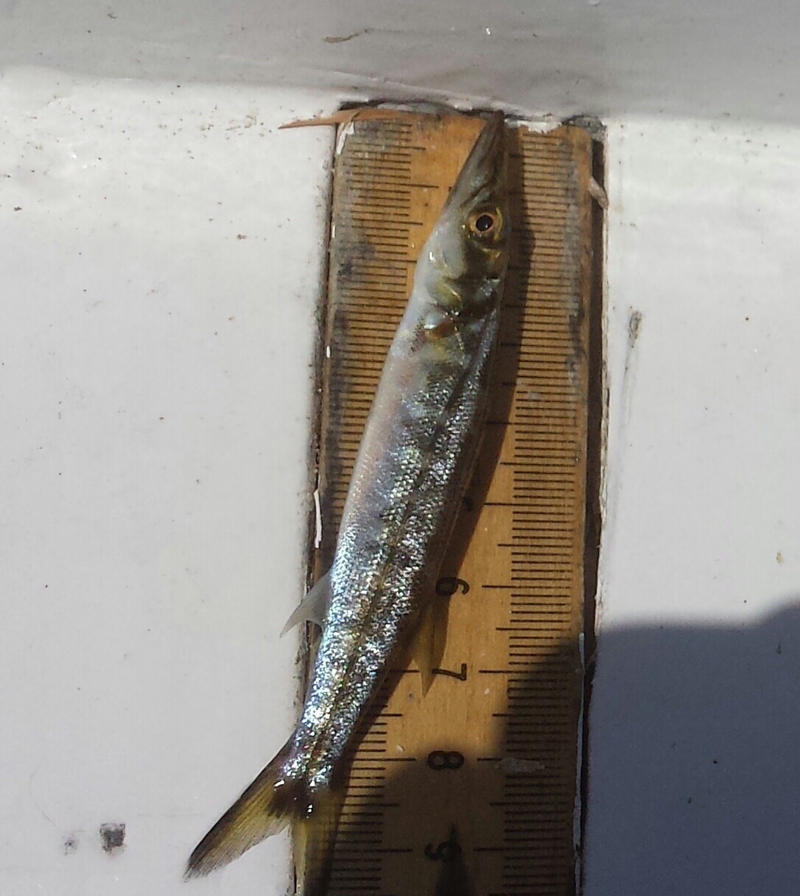 A juvenile barracuda, one of the sport fish targeted in the study, is measured and recorded. Image credit: NOAA