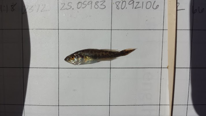 A juvenile spotted sea trout, one of the targeted sport fish in the study, is measured and recorded. Image credit: NOAA
