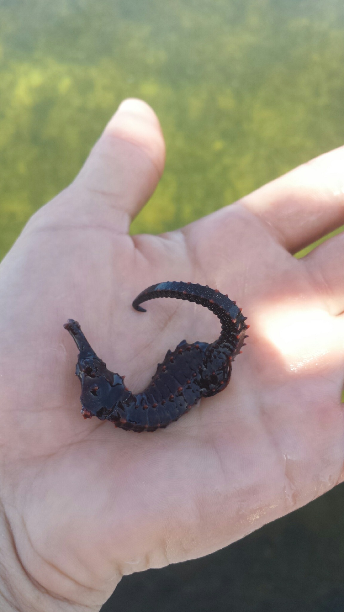 A seahorse is found in one of the trawls. Image credit: NOAA