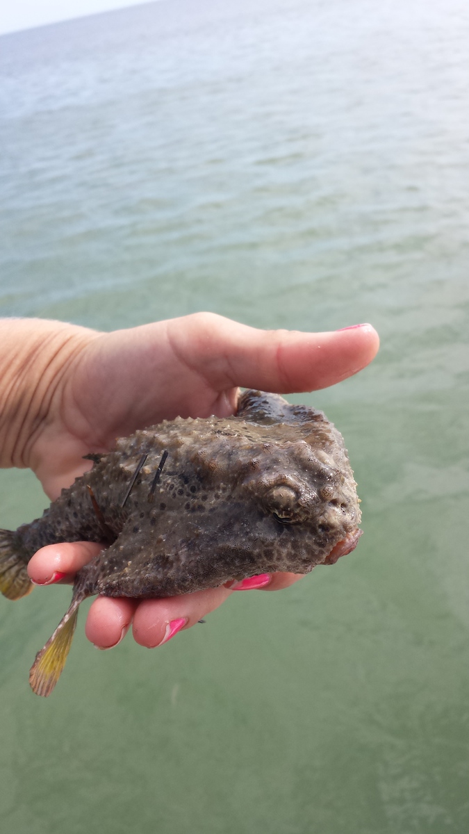 A toadfish, another non-target species found in the trawls. Image credit: NOAA