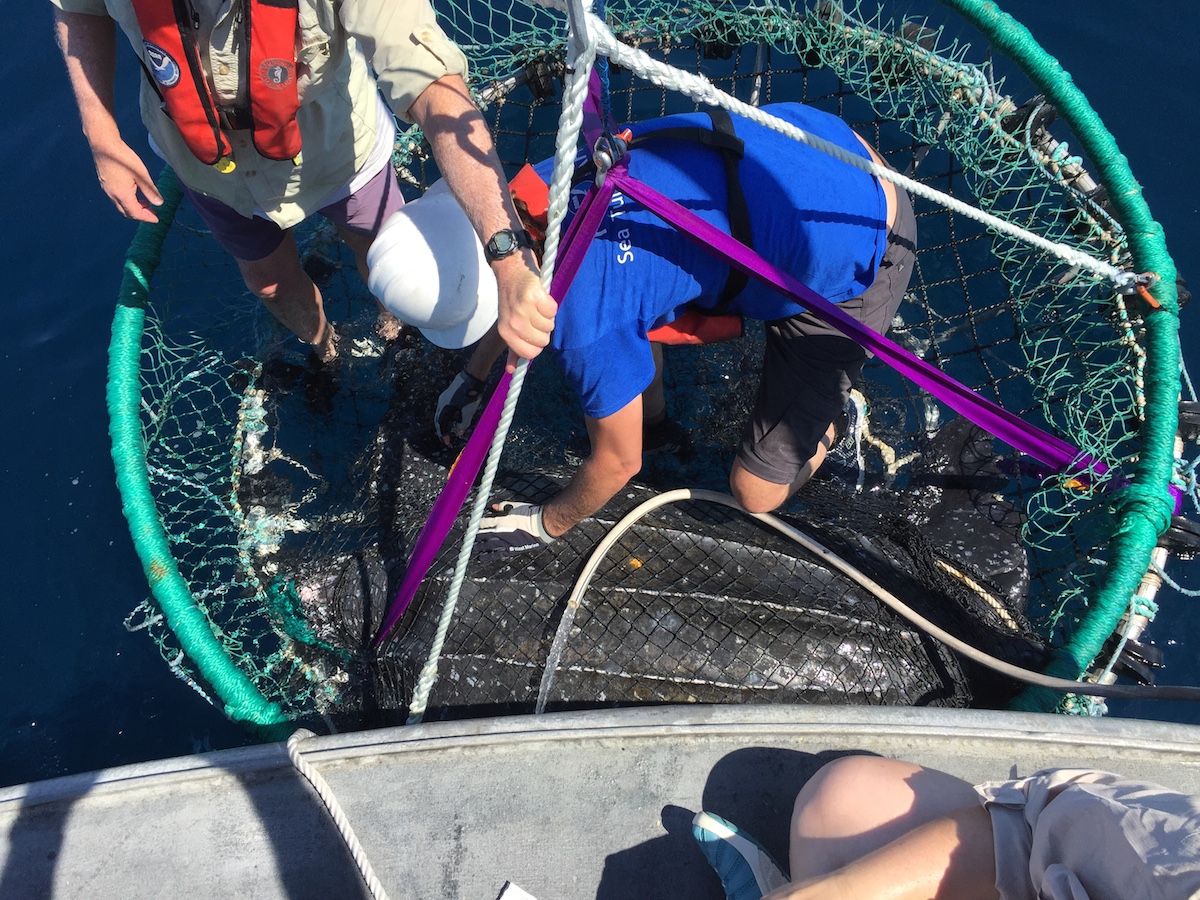 NOAA scientists secure a leatherback turtle before applying a satellite tag on the back of the R/V Hildebrand. Image credit: NOAA