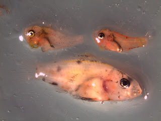 Mixed assortment of reef fish. Image credit: NOAA