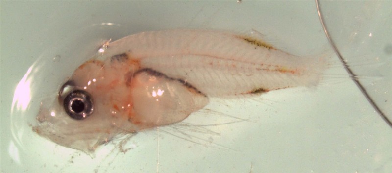 A lionfish larvae. Image credit: NOAA