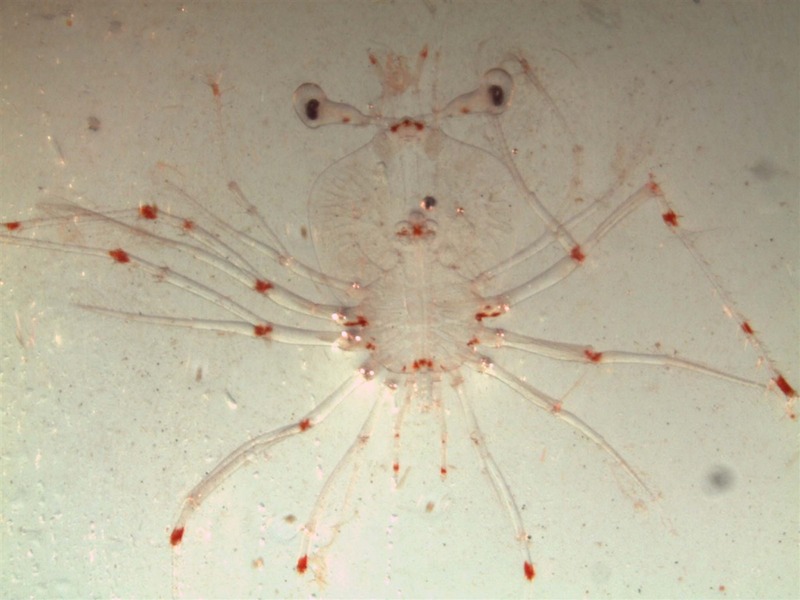 A lobster larvae. Image credit: NOAA