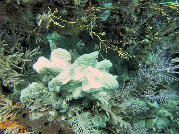 Completely bleached Agaricia agaricites colony at Horseshoe Reef in the Florida Keys. Image credit: NOAA