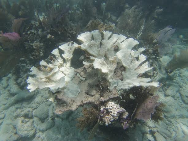 Partially bleached Acropora palmata colony at Little Grecian Rocks in the Florida Keys. Image credit: NOAA