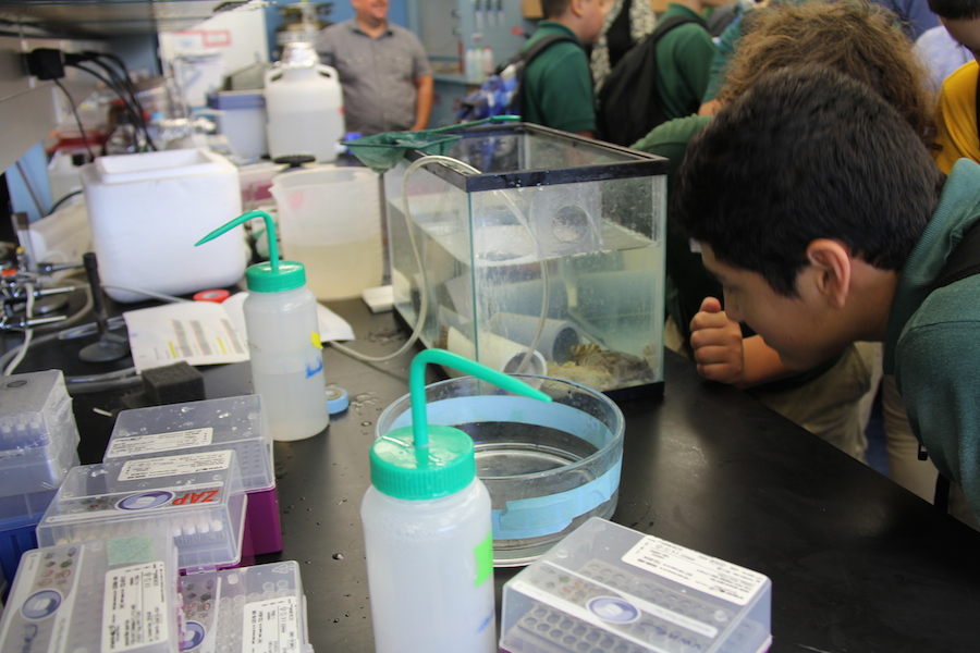 A pair of students examine a toadfish at the UM Marine Technology & Life Sciences Seawater Complex. Image credit: NOAA