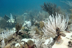 Bleaching on Emerald Reef, Key Biscayne, FL. Image credit: NOAA