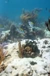 Extensive bleaching of the soft coral Palythoa caribaeorum on Emerald Reef, Key Biscayne, FL. Image credit: NOAA