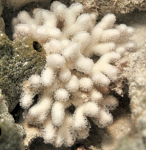 Bleached colony of Porites divaricata at Dome Reef in Biscayne National Park. Image credit: NOAA  