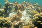 Bleached fire coral (Millepora alcicornis) in Biscayne National Park. Image credit: NOAA