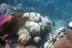 Bleached colony of Oribicella annularis in Biscayne National Park. This species was recently added to the Endangered Species Act's threatened list. Image credit: NOAA