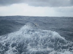 A wave glider at sea. Image credit: Liquid Robotics