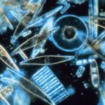 Diatoms as seen through a microscope.