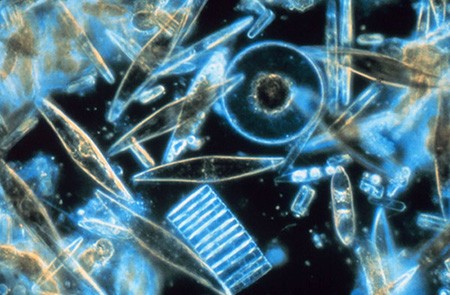 Diatoms as seen through a microscope.