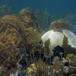 Florida Coral Disease April 2018