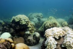 Corals Bleaching 2018