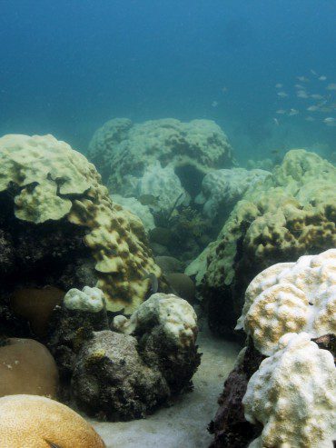 Corals Bleaching 2018