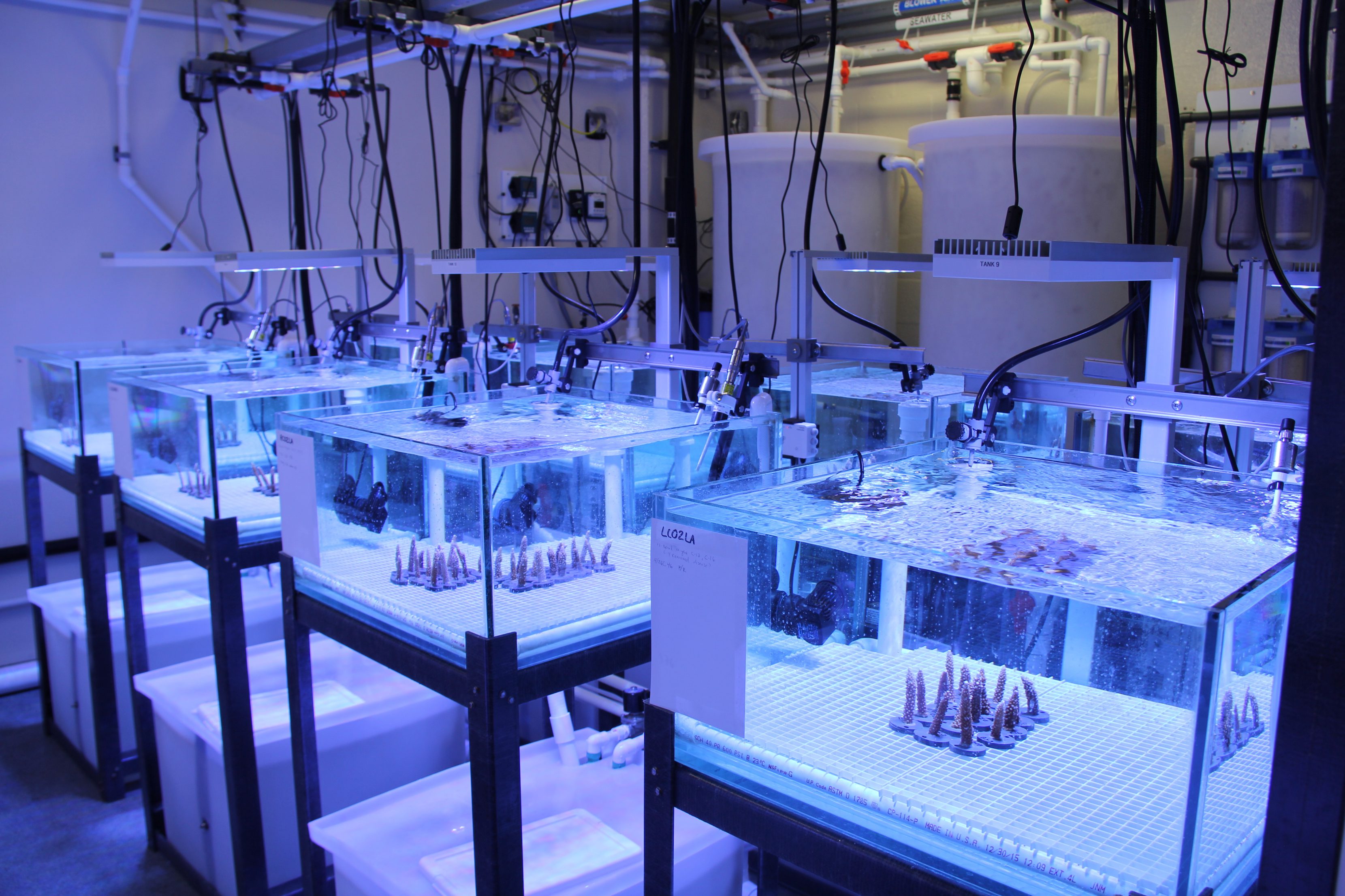 Experimental Reef Lab