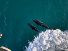 Delfines en el agua. Fotografía de Kelly Montero, NOAA.