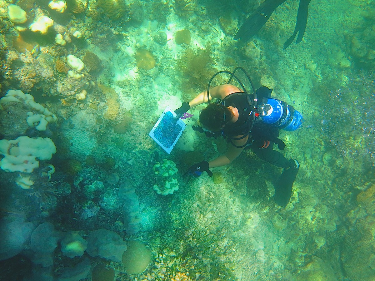 Collecting Data at Cheeca Rocks