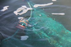 Estudio de redes para peces durante el estudio de peces deportivos juveniles en la bahía de Florida. Crédito de la foto: NOAA AOML.