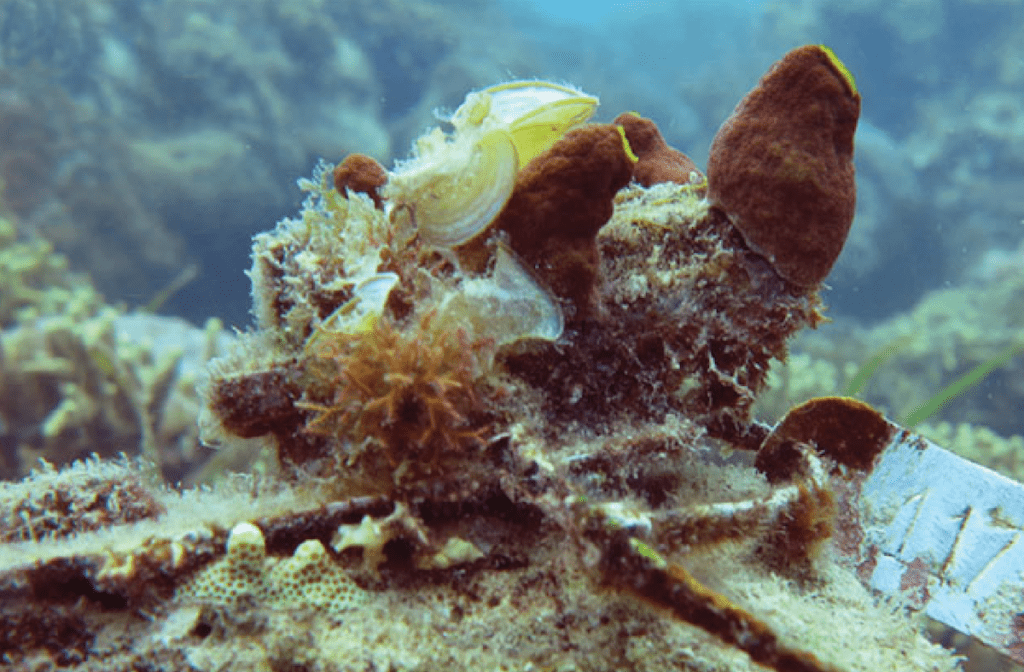Esqueleto de coral cubierto de organismos de arrecife