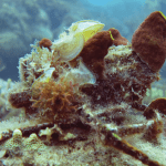 Coral Skeleton covered in reef organisms