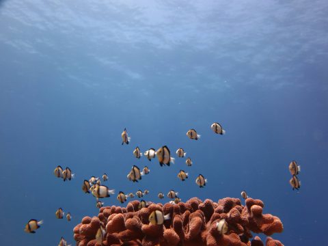 Un cardumen de Dascyllus de dos rayas (Reticulate Dascyllus) se cierne cerca de una cabeza de coral. Crédito de la foto: Lauren Valentino, NOAA