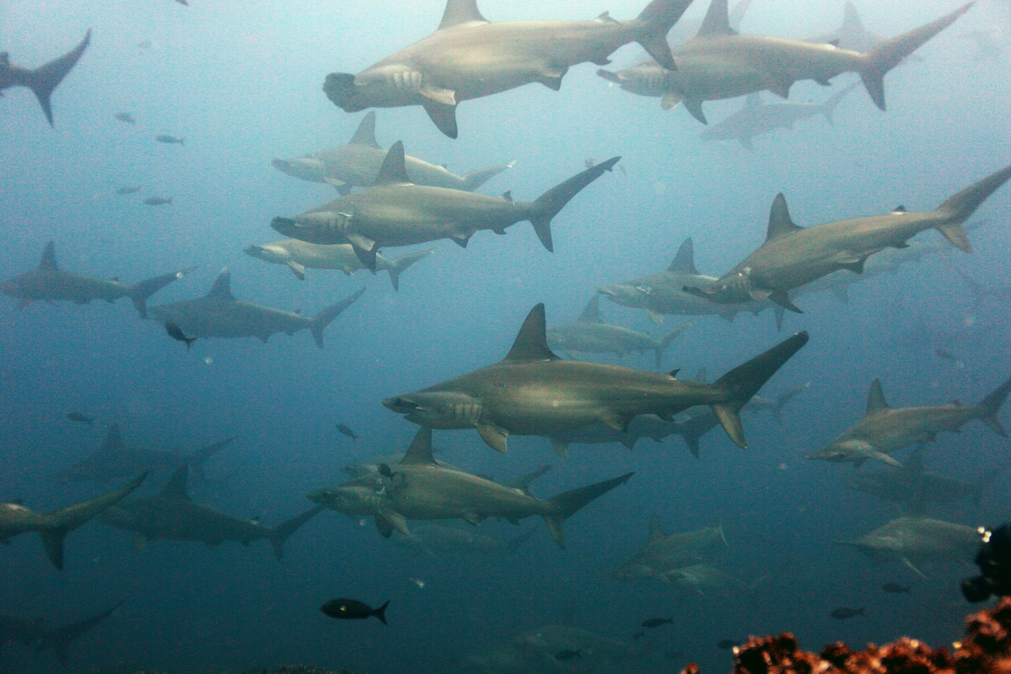 Scalloped Hammerhead Sharks