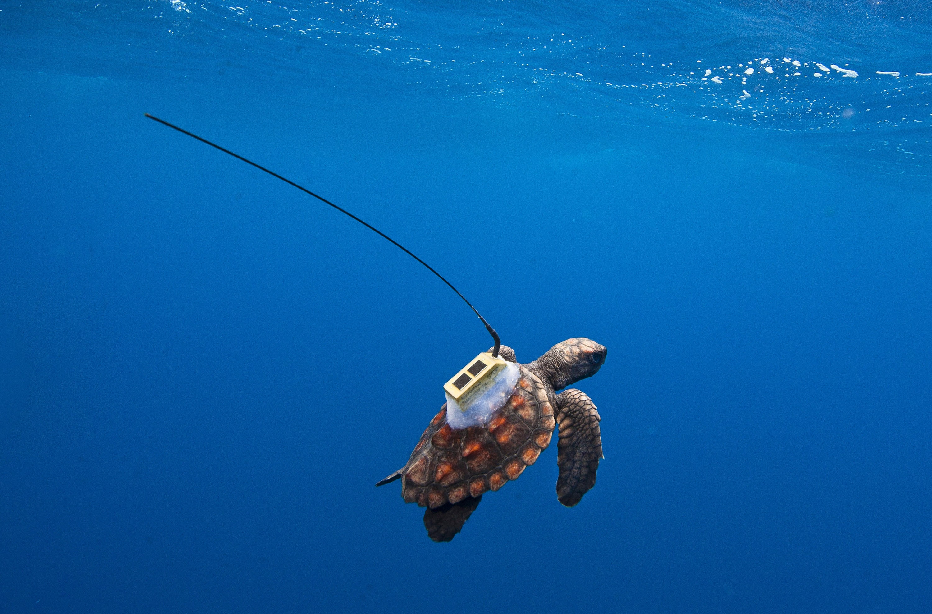 Loggerhead Sea Turtle Lost Years