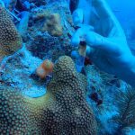 Coral Biopsy
