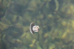 La bahía de Florida, con una profundidad promedio de 3 pies es el hogar de muchas especies, como esta pequeña medusa. Crédito de la foto: NOAA AOML.