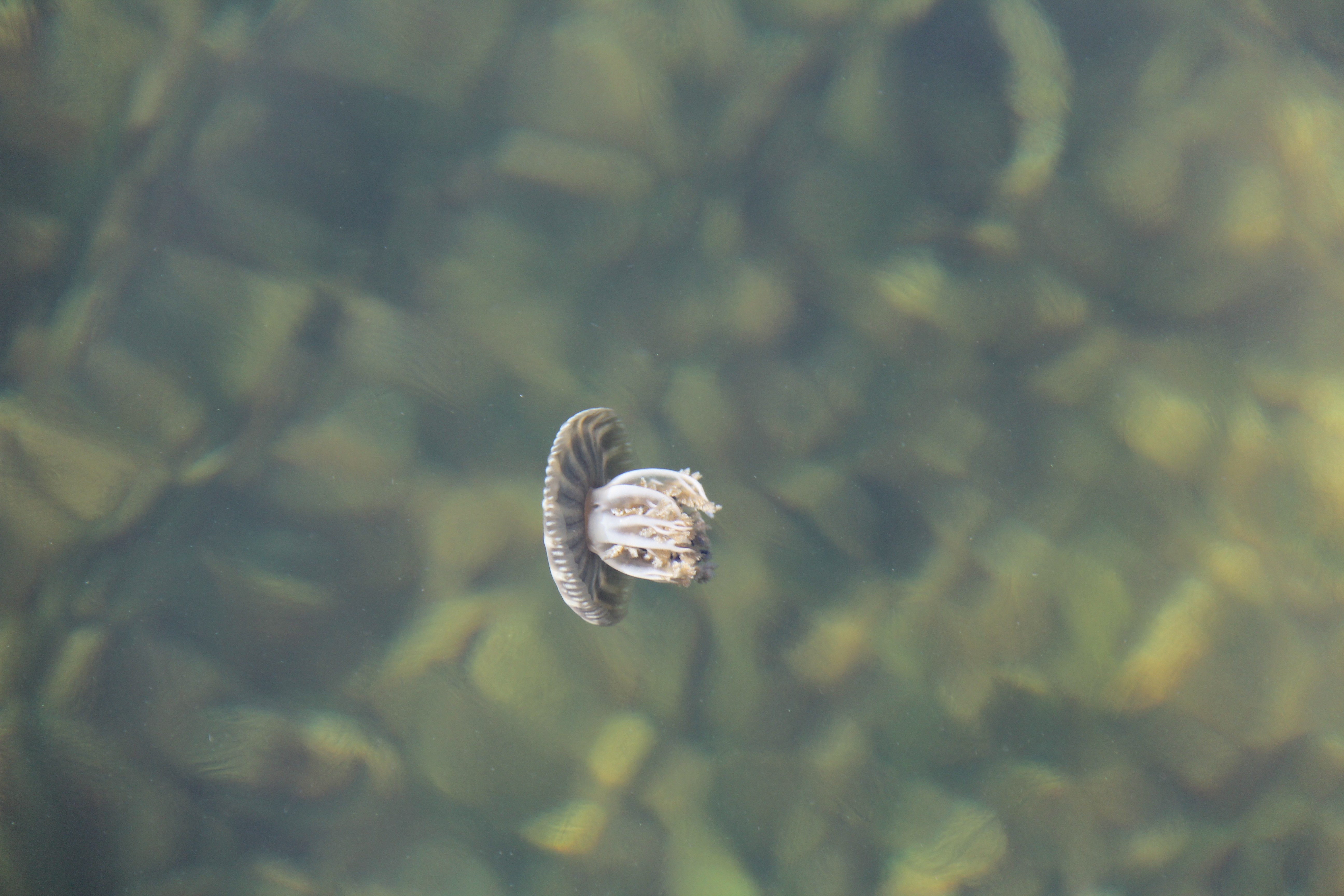 The Florida bay, with an average depth of 3 feet is home to many species, such as this small jellyfish. Photo Credit: NOAA AOML.