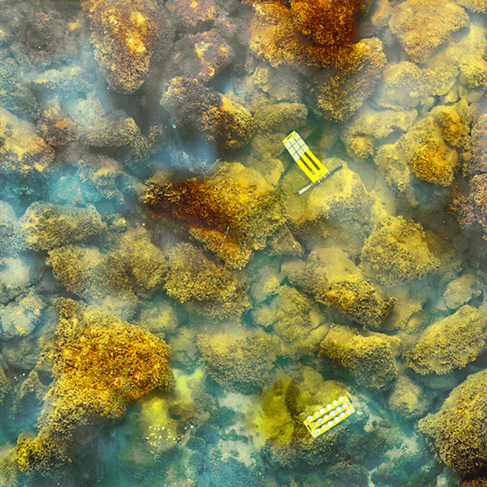 Mosaico fotográfico de corales en Maug. Crédito de la foto: NOAA.